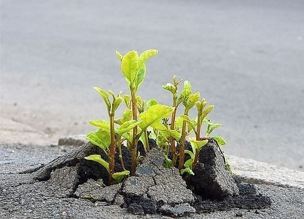 Основные принципы жизни